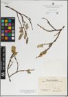 Foto von Salix lanata L.